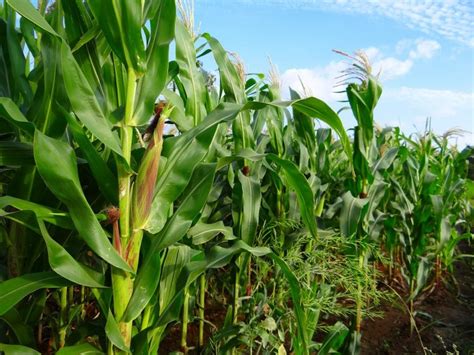 Ways to grow more maize crop in summer - Farmer News: Government ...