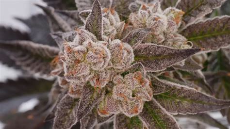 Discover Do-Si-Do Strain: Genetics, Effects and Cultivation | Medizin