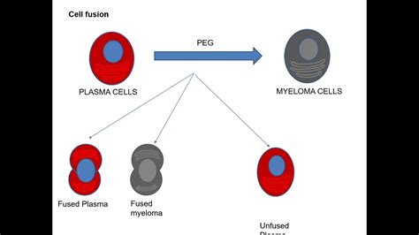 HYBRIDOMA TECHNOLOGY - YouTube