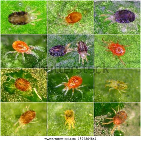 Mites Arachnida Acari Different Species Set Stock Photo 1894864861 ...