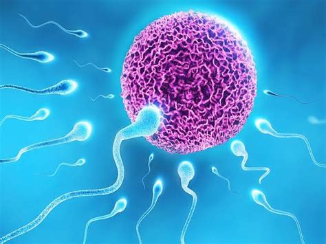 Asthenozoospermia - Types, Symptoms, Causes & Treatment - Santripty