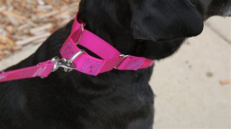 How Tight Should a Dog Collar Be - Ensuring Pet’s Comfort!