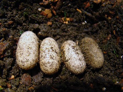 How Long Do Leopard Gecko Eggs Take to Hatch