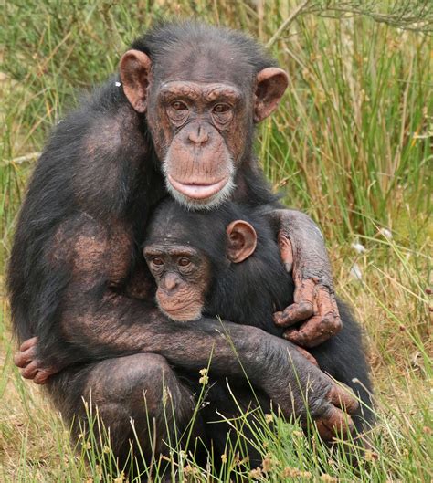 chimpansee Beekse Bergen JN6A6284 | Baby chimpanzee, Chimpanzee, Cute ...