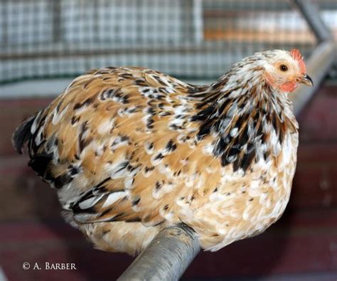 I raise these beauties! Looooove. Mille Fleur Bantam Cochin Pullet ...