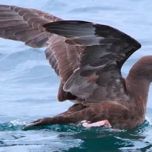 Flesh-footed shearwater - Facts, Diet, Habitat & Pictures on Animalia.bio