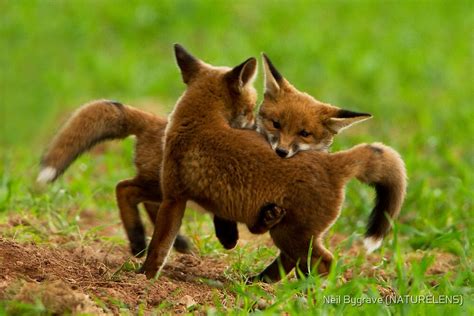 "Red Fox Cubs Playing" by Neil Bygrave (NATURELENS) | Redbubble