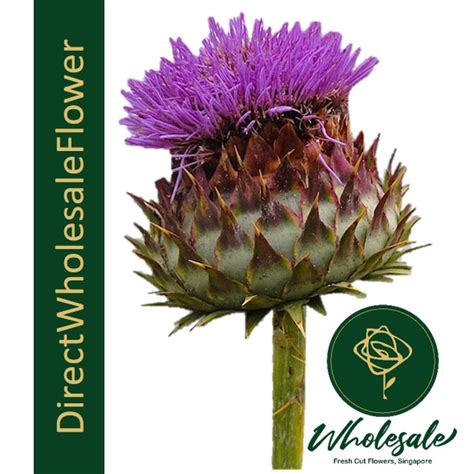 CYNARA - Flower Wholesale in Singapore