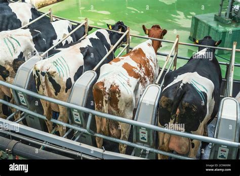 Cows on round rotary machine for milking in dairy farm. Industrial milk ...