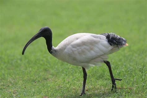 Ibis (Threskiornithinae) - Information, characteristics and curiosities