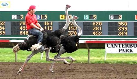 Ostrich Racing Information & Facts | Ostrich Races 2023 - 2024