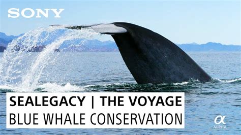 Sony & Sealegacy | Blue whale Conservation | Great Whale Conservancy