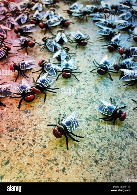 Swarm Of Flies Stock Photos & Swarm Of Flies Stock Images - Alamy