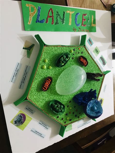 3d models of a plant cell - zizzo-faruolo-99