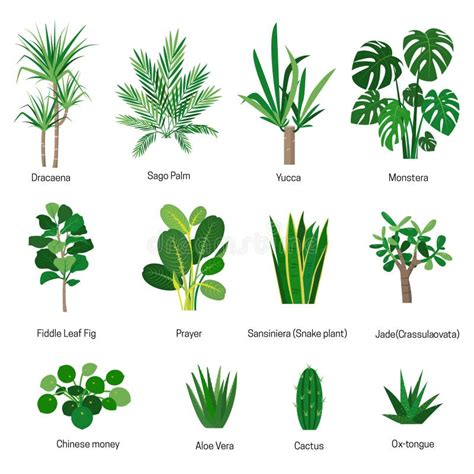 House Plants Names Stock Illustrations – 40 House Plants Names Stock ...