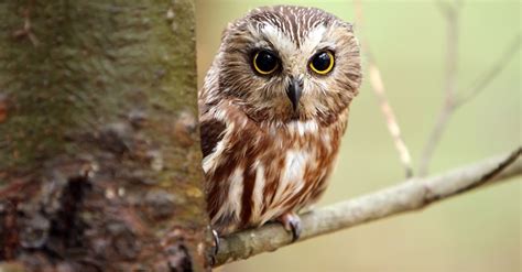 #bioPGH Blog: Northern Saw-whet Owls | Phipps Conservatory and ...