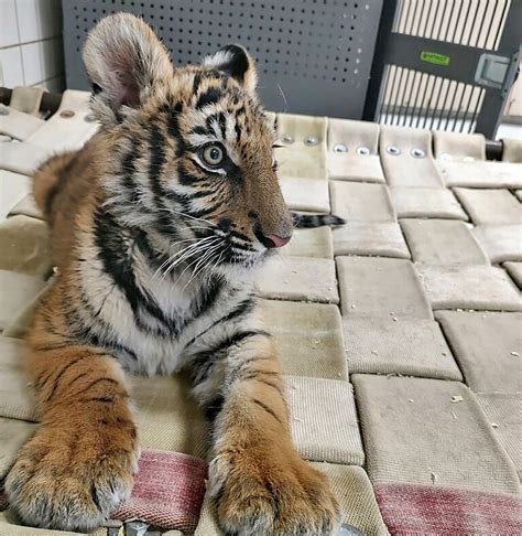 Duke the rescued Bengal tiger cub finds new home in Colorado