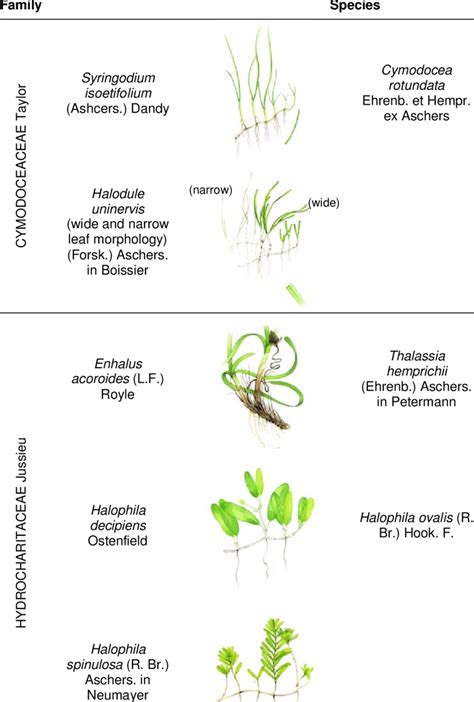 Seagrass species found in the Wellesley Island Group, August 2007 ...