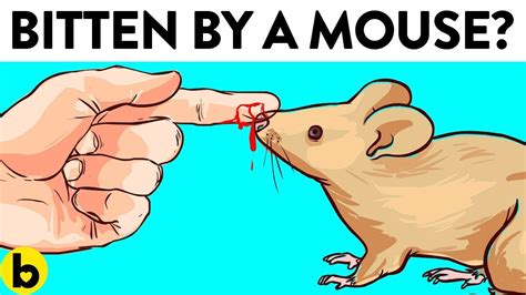 What To Do If You’re Bitten By A Mouse? - YouTube