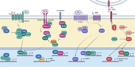 Frontiers | Epigenetic Regulation of the Wnt/β-Catenin Signaling ...