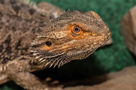 Breeding Bearded Dragon Morphs - Reptiles Magazine