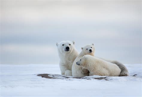 41 Adorable Animal Family Portraits That Will Steal Your Heart - 500px