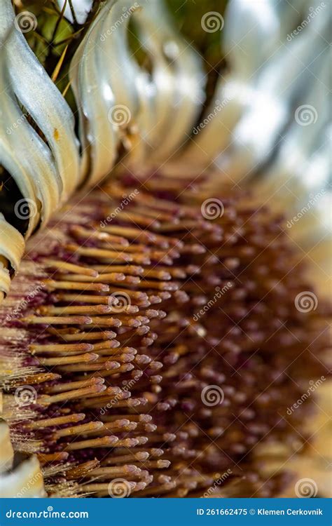 Carlina Acaulis Flower Growing in Meadow Stock Image - Image of ...