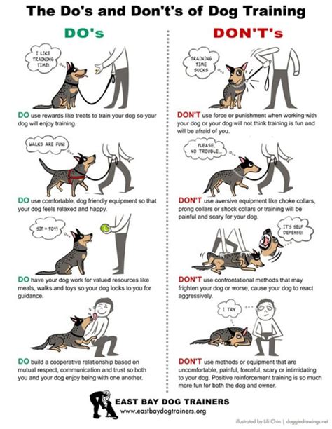 5 Basic Commands Every Dog Needs to Know