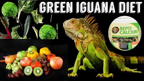 What To Feed A Green Iguana? ( Iguana Diet ) - YouTube