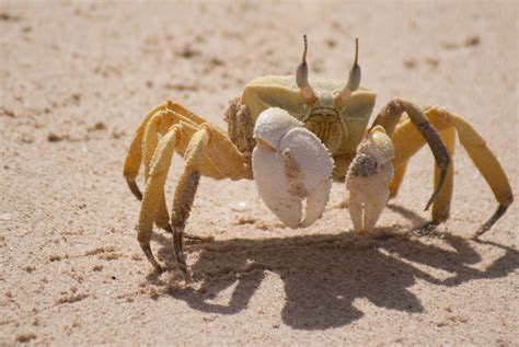 Horned Ghost Crab (In the Mangroves of Mlalazi Estuary) · iNaturalist