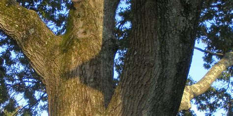 A Majestic Oak Tree | Robert Alan Matthews Garden Design