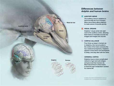 Sea Watch Foundation » Dolphin Brains | Dolphins, Human brain, Human