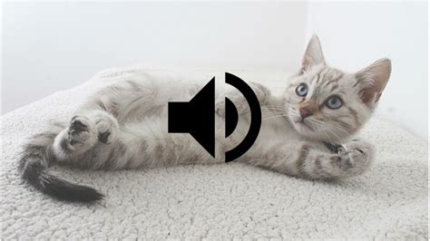 Cat Meow Sound Effect HD - YouTube