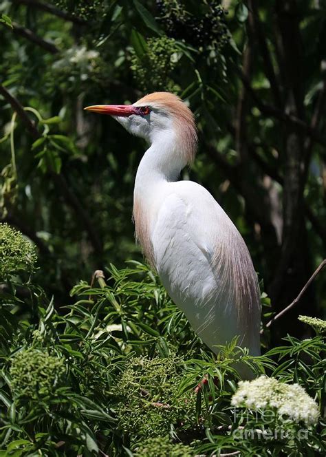 Cattle Egret with Breeding Feathers Photograph by Carol Groenen - Pixels