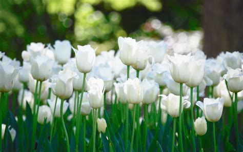 🔥 [50+] White Tulips Wallpapers | WallpaperSafari