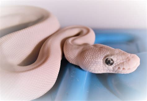 Blue Eyed Leucistic Ball Python Morph (9 Stunning Pictures)