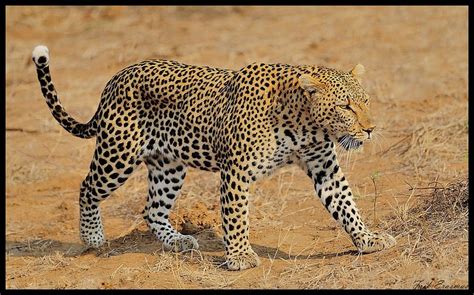 Luiperd / Leopard | Flickr - Photo Sharing! Kruger National Park ...