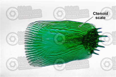 Ctenoid scale - Scales - Fishes - Integumentary system - Comparative ...