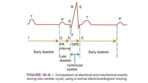 Cardiac Cycle Ecg