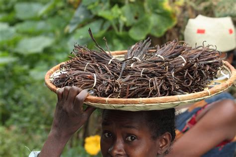 How Did Madagascar Become the World's Biggest Producer of Vanilla ...