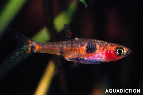 Strawberry Rasbora - Boraras naevus Fish Profile & Care Guide