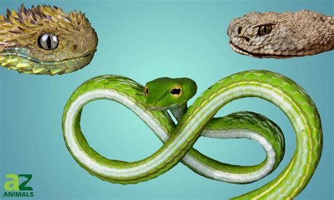 Discover The 10 Weirdest Snakes In The World - AZ Animals