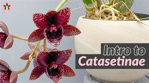 Basics of Catasetum - YouTube