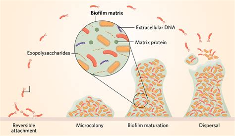 Infographic: Stages of Biofilm Formation | The Scientist Magazine®