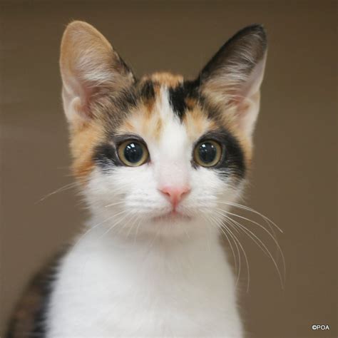 Adopt Peach a Calico or Dilute Calico Domestic Shorthair (short coat ...