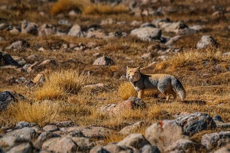 Tibetan Sand Fox: High-Altitude Hunter | Roundglass | Sustain