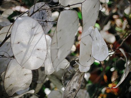 Lunaria Plant Growing & Care Guide for Gardeners