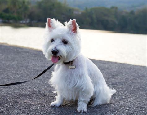 Westie Training Tips: How to Teach Your Westie Basic Commands - Terrier ...