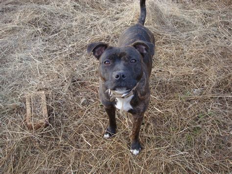 Guildford & District Staffordshire Bull Terrier Rescue: 31st January