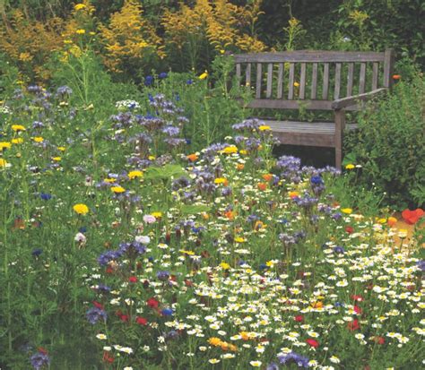 How to grow an annual wildflower meadow in 4 simple steps